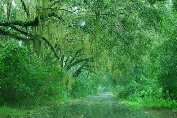 Pluie jaune-vert